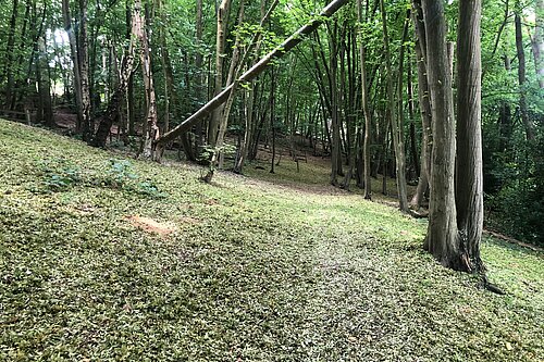 Woodland