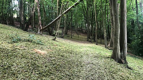 Woodland
